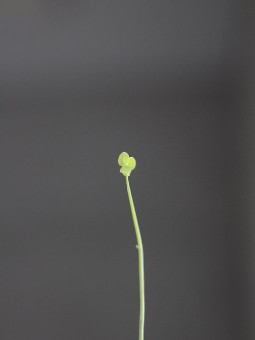 ステファニアピエレイの小さな丸い葉