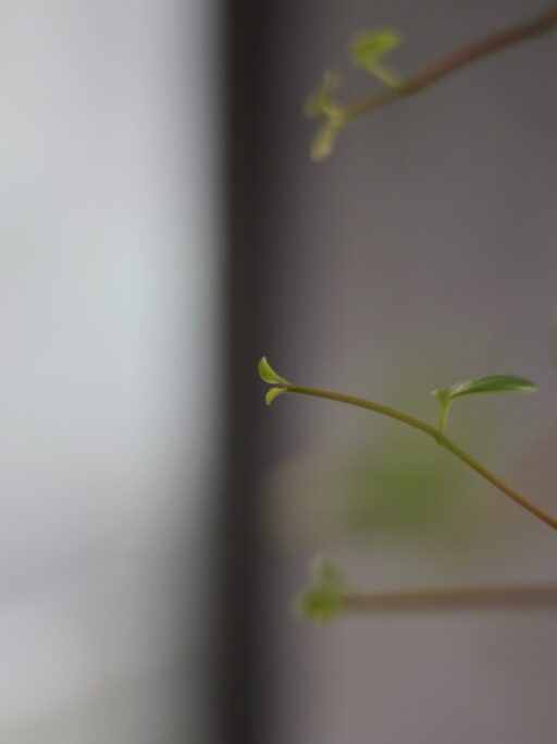 ペペロミアホープの小さな新芽