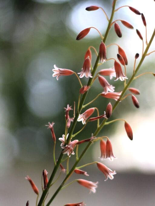 アロエの花