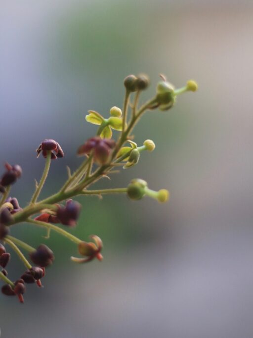 ネペンテスの花